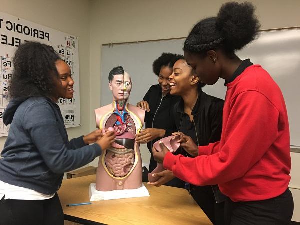 BFMS的学生们正在玩一个人体头部/躯干模型.